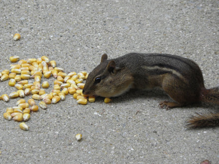 Chipmunk
