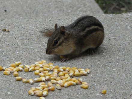 Chipmunk