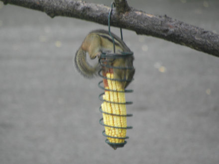Chipmunk