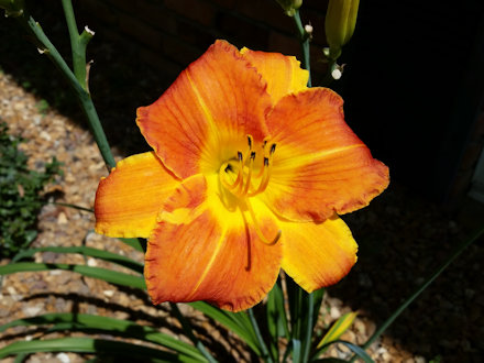 Beautiful Flower