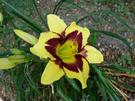 Beautiful Flower