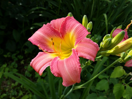 Beautiful Flower