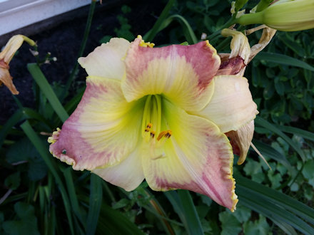 Beautiful Flower