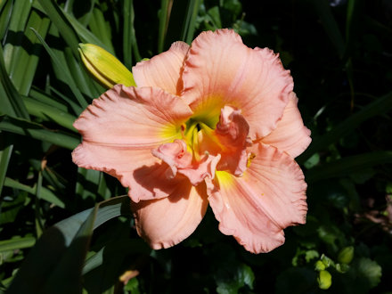 Beautiful Flower