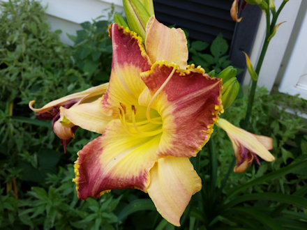 Beautiful Flower