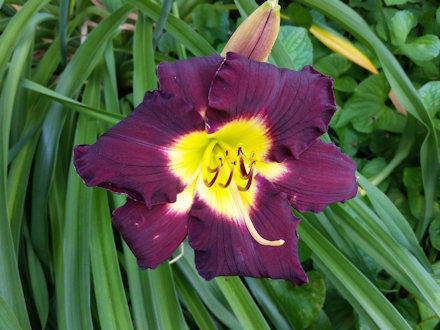 Beautiful Flower