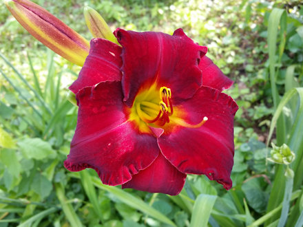 Beautiful Flower