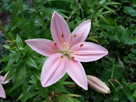 Beautiful Flower