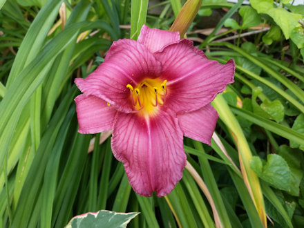 Beautiful Flower