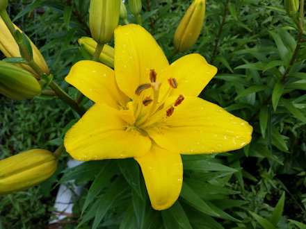 Beautiful Flower