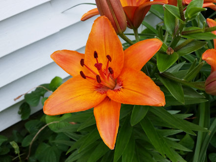Beautiful Flower