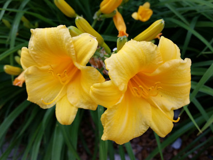 Beautiful Flowers
