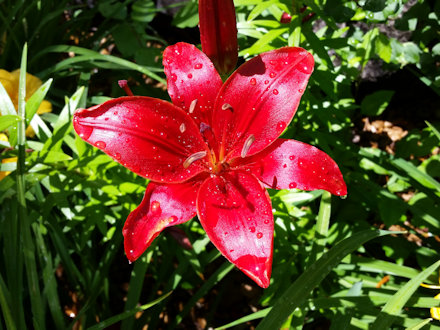 Beautiful Flower