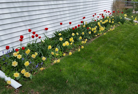Beautiful Flowers