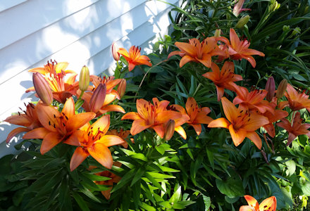 Beautiful Flowers