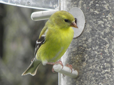 Goldfinch