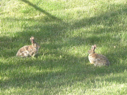 Rabbits