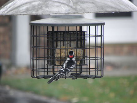 Wood Pecker