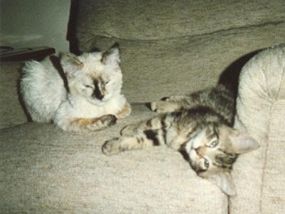 Angel & Tiger
