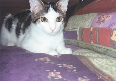 Domino