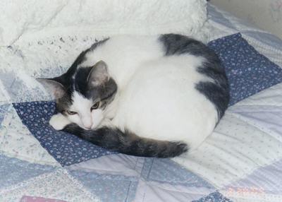 Domino