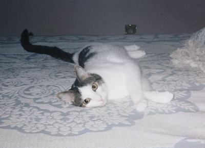 Domino