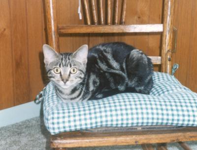 Louie