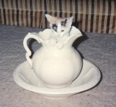 Phoebe
