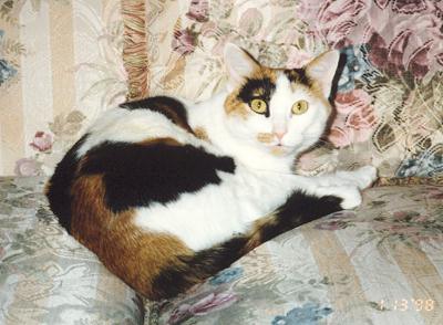 Phoebe
