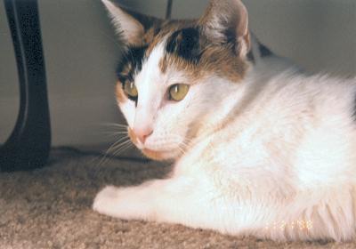 Phoebe