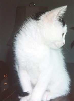 Spots