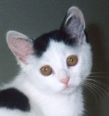 Spots