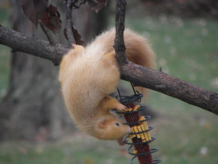 Squirrel-Goldie