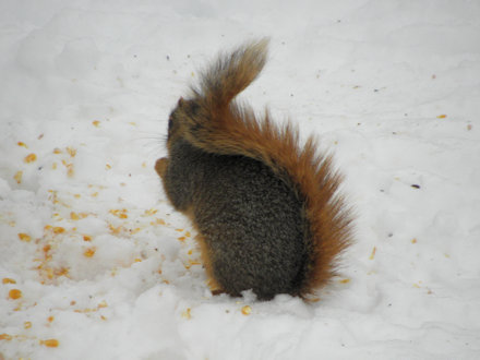 Squirrel