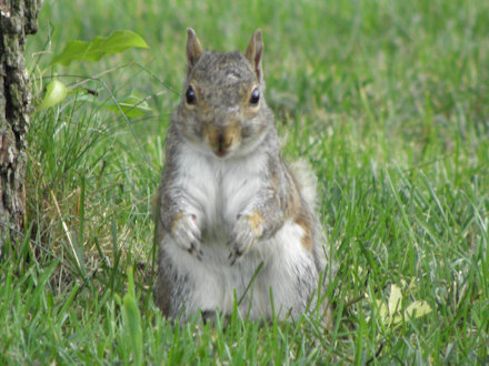Squirrel - White Belly
