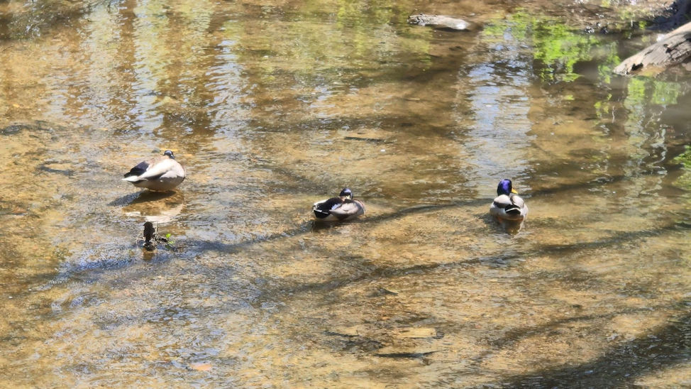 Ducks at Forrest Park. By Zack Campbell