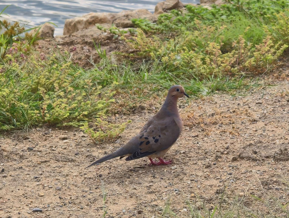 Dove by the Shore! By Zack Campbell